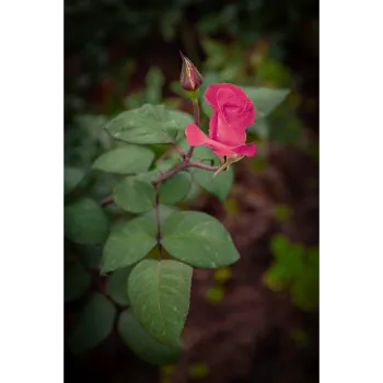Natural Rose Plant